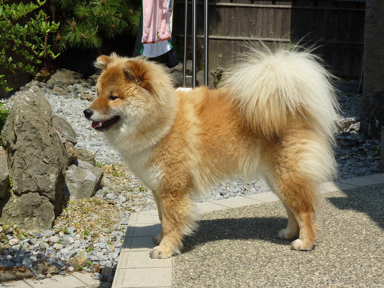 今でこそ身だしなみをきちんとしてますが 柴犬モックです